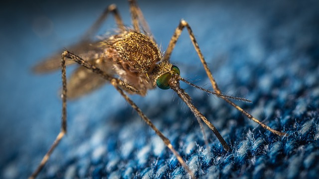 15 Best Mosquito Repellent Plants 