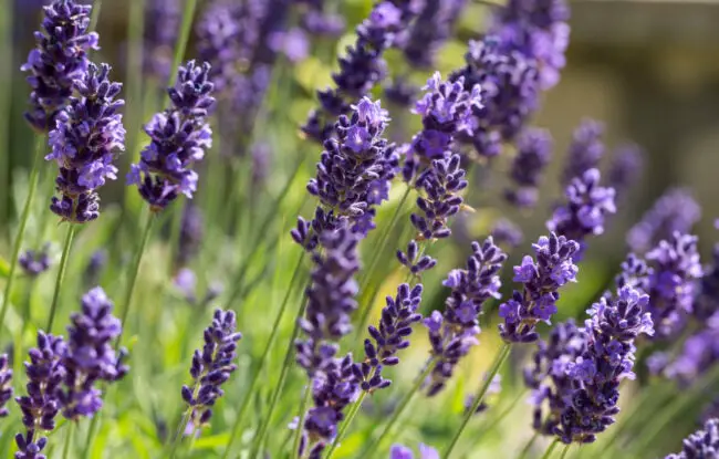 Does Lavender Repel Bugs Like Mosquitoes