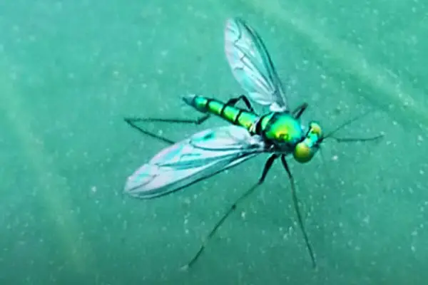 Green Mosquito: Exploring The Eco-Friendly Buzz
