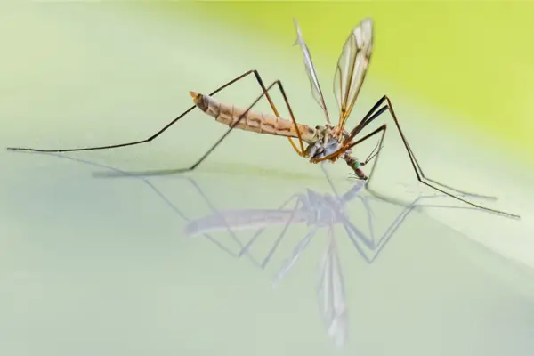 Read more about the article Making Homemade Mosquito Repellent For Yard With Mouthwash