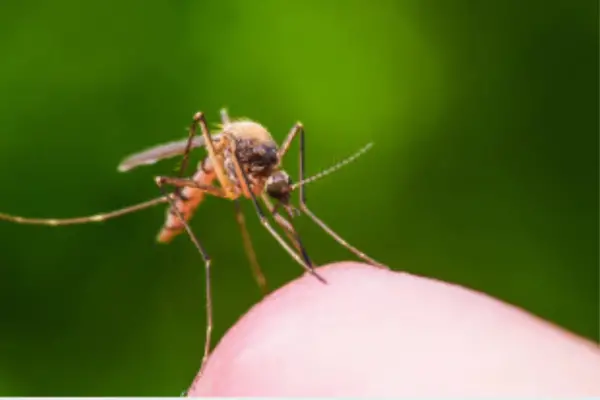 How To Use Cedar Oil To Get Rid Of Mosquitoes In Your Yard