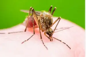 Read more about the article How Long Do Mosquitoes Live? The Mosquito LifeSpan