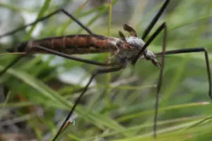 Read more about the article Mosquito Hawks, Crane Flies, Skeeter Eater: The Myths 