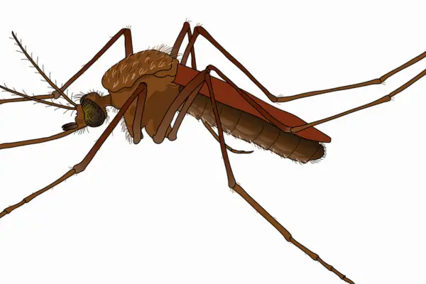 Read more about the article Mosquito Magnet Reviews: My Honest Review (2023 Updated)