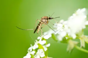 Read more about the article What Is The Best Homemade Mosquito Repellent For The Yard