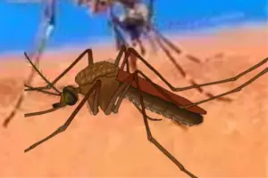 Read more about the article Why Do Mosquitoes Exist? Role Of Mosquitoes In Our Ecosystem 