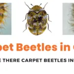 How To Get Rid Of Carpet Beetles In Car: A Complete Guide