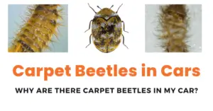 Read more about the article How To Get Rid Of Carpet Beetles In Car: A Complete Guide