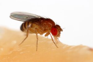 Read more about the article How Long Do Flies Live? Its Life Cycle And More