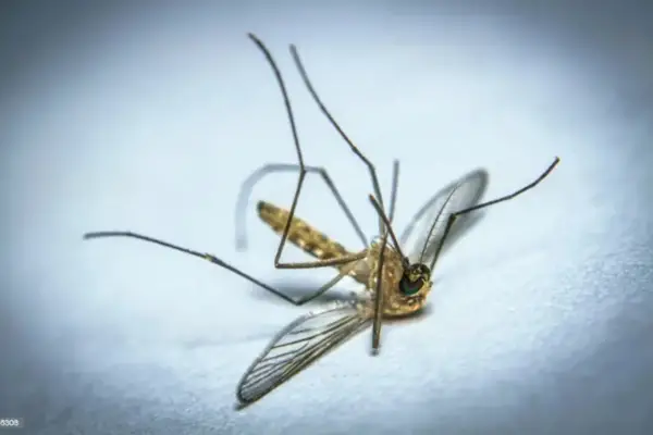 How Far Do Mosquitoes Travel Or Fly? Answered