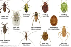 Read more about the article Types of Bugs: List of Insects With Names And Pictures