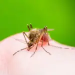 What Do Male Mosquitoes Eat? Answered