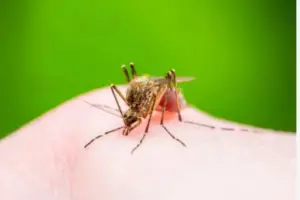 Read more about the article What Do Male Mosquitoes Eat? Answered