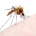 When Do Mosquitoes Come Out? Answered