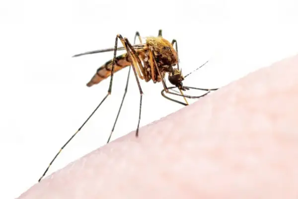 Read more about the article When Do Mosquitoes Come Out? Answered