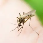 When is Mosquito Season in Texas? Answered