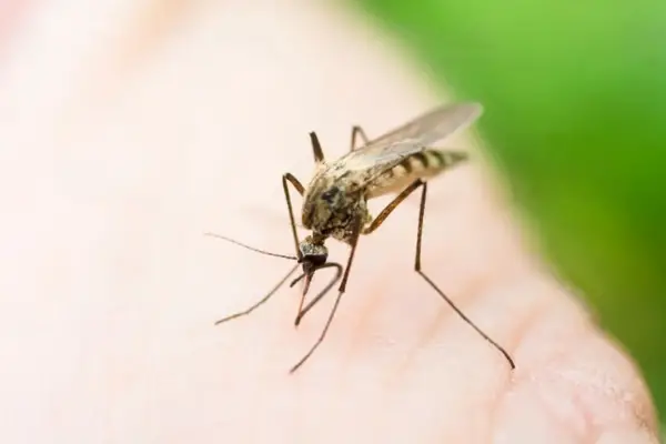 Read more about the article When is Mosquito Season in Texas? Answered