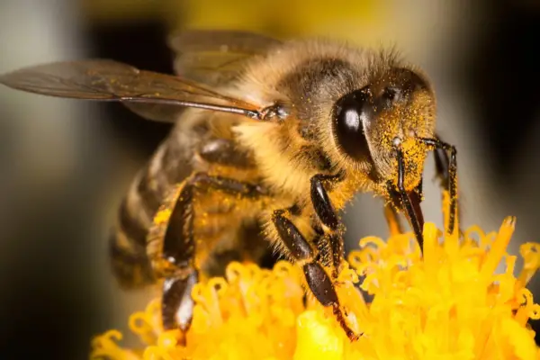 Where Can I Buy Honey Bee Cozy Bee Hive Wraps